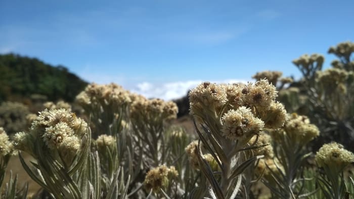 flora gunung gede pangrango edelweiss