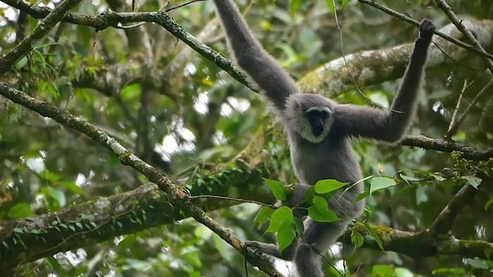 owa jawa fauna gunung gede pangrango