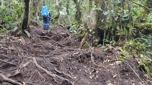 Medan menuju pos 4 Gunung Gede via Putri