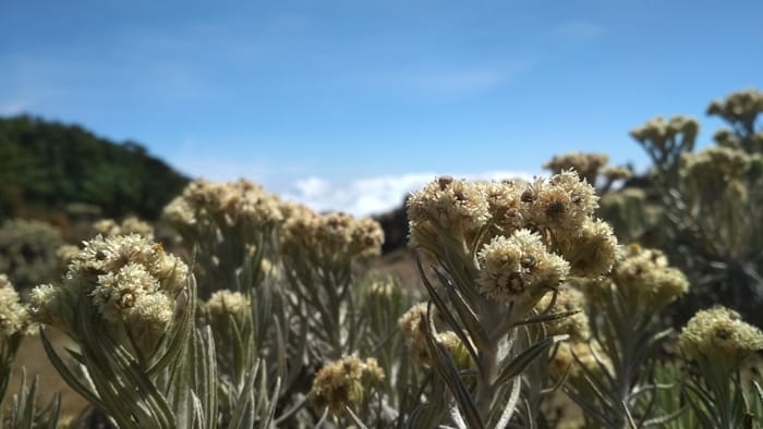 edelweiss flora gunung gede pangrango suryakencana