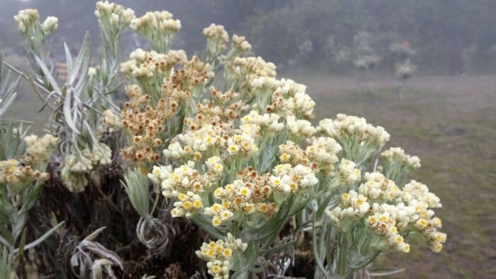 edelweiss gunung gede pangrango