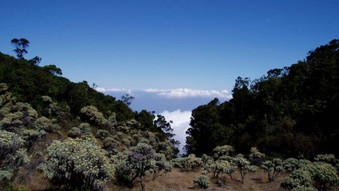 lembah mandalawangi taman di atas awan